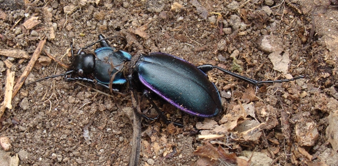 Carabo da identificare: Carabus (Megodontus) germarii fiorii